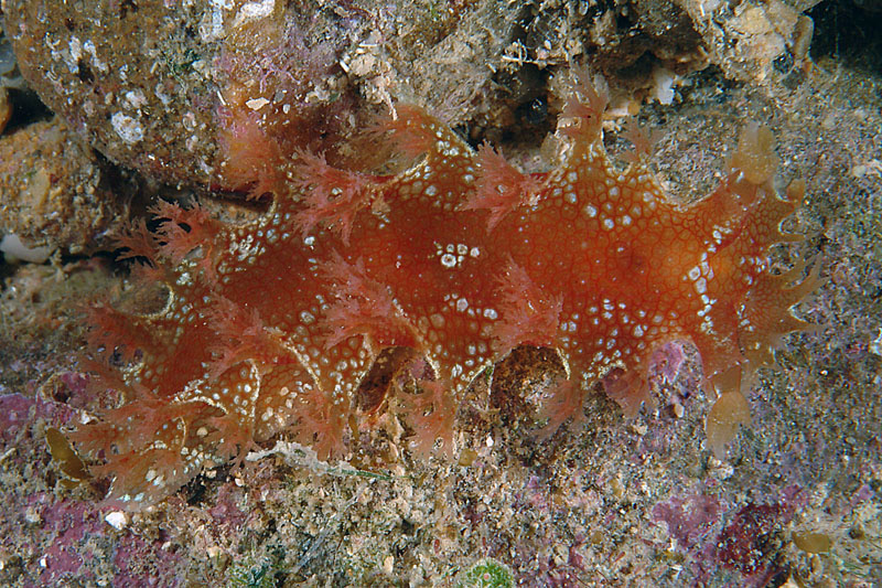 Marionia blainvillea